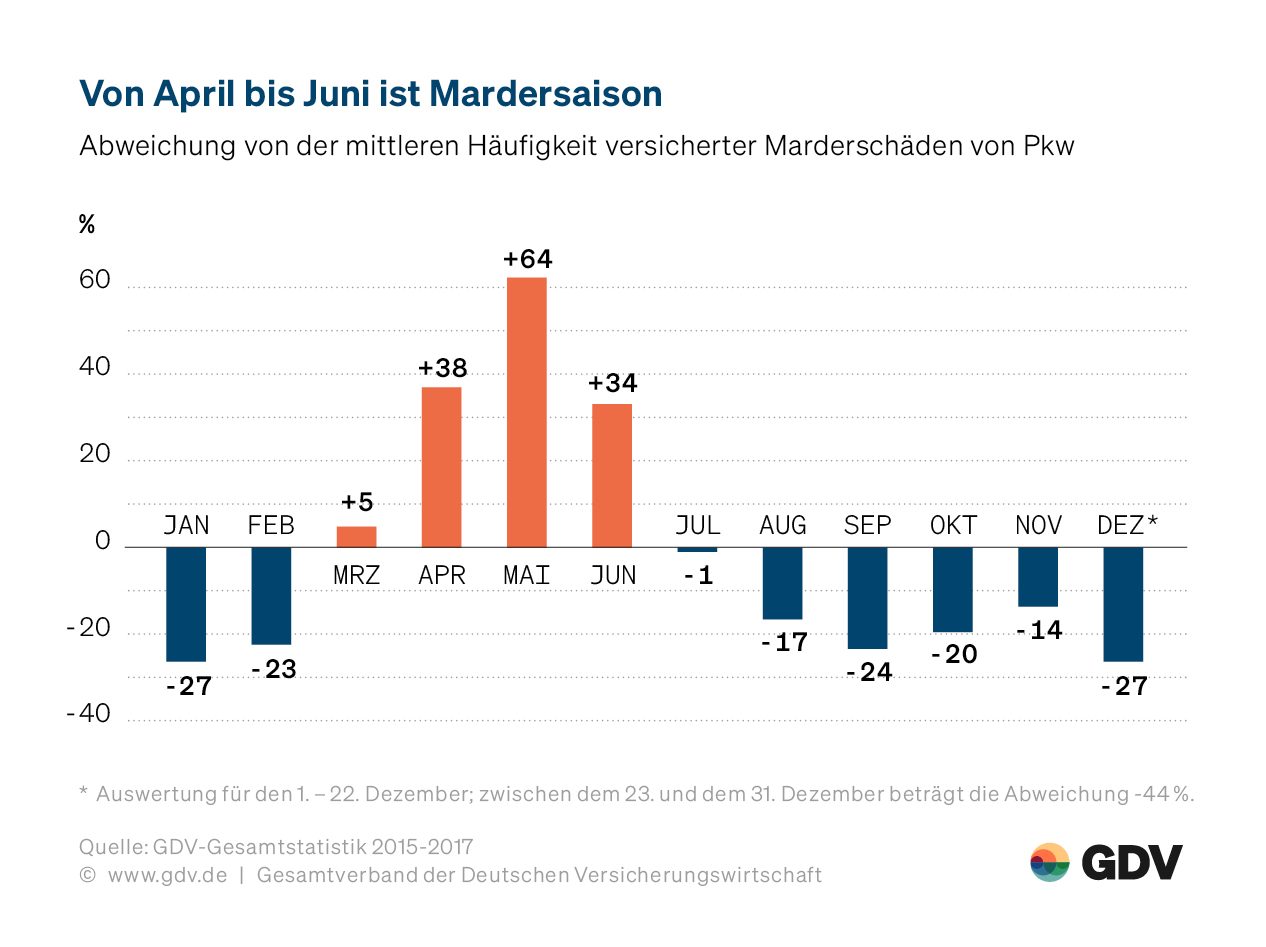 Von April bis Juni ist Mardersaison