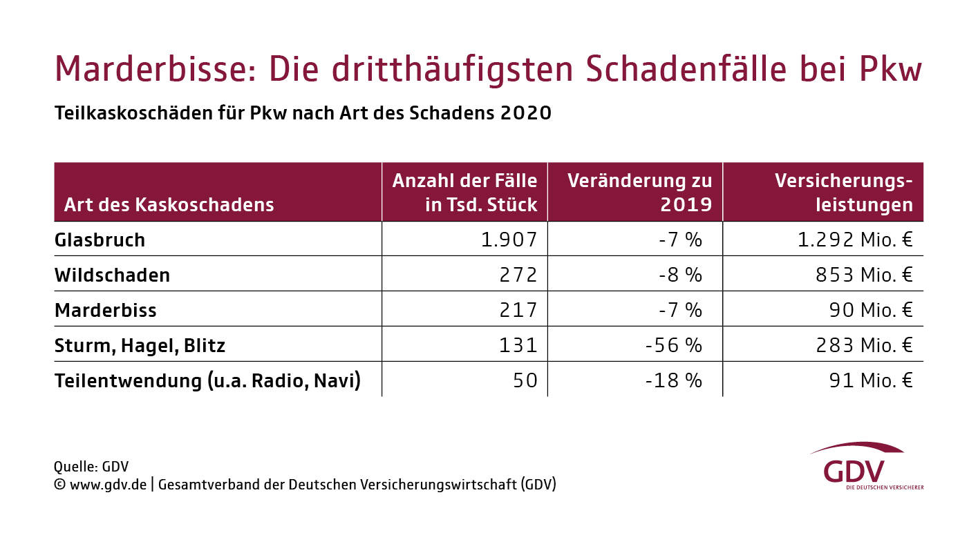 Marderbisse: Die dritthäufigsten Schadenfälle bei Pkw