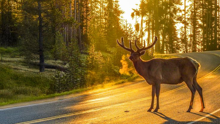 Versicherer warnen vor Wildunfällen im April und Mai (© Teri Lee in Print / gettyimages)