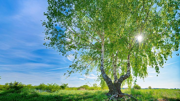 © Adobe Stock / Armin Staudt © Adobe Stock / Armin Staudt