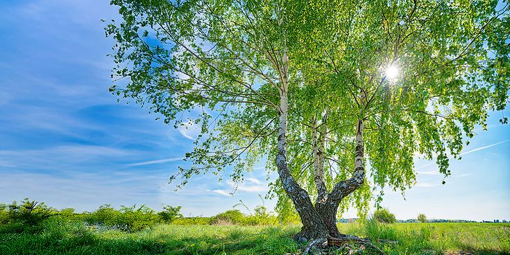 © Adobe Stock / Armin Staudt