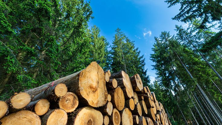 Verschiebung der EU-Entwaldungsverordnung ist amtlich (© getty images / Andreas Balg)