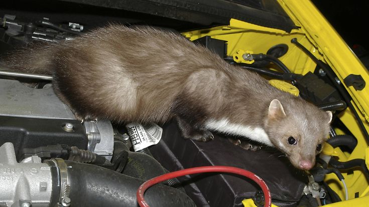 © picture alliance / blickwinkel / G. Kopp