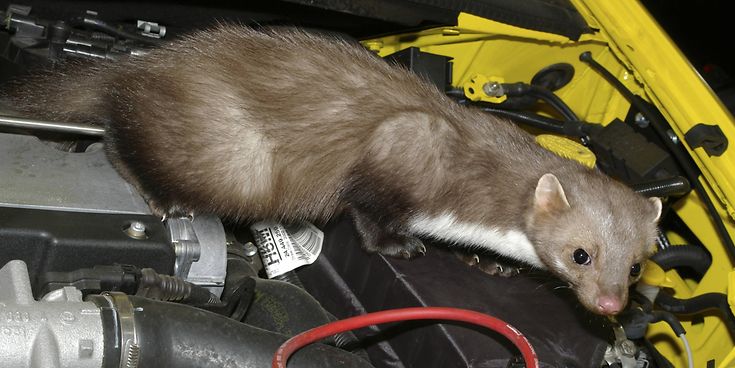 © picture alliance / blickwinkel / G. Kopp