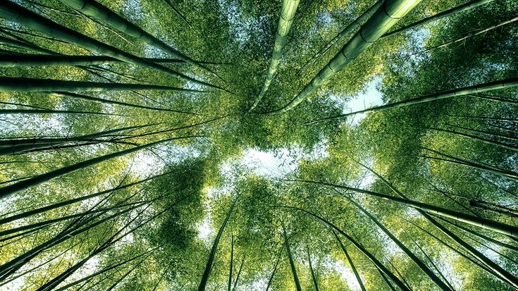 Vorsicht grüne Schwäne - BaFin und europäische Aufseher haben Klimarisiken weiter im Blick (© StockByM / Getty Images)