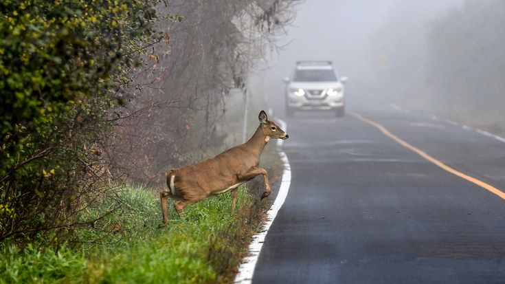 Rehe auf der Straße (© Carol Hamilton / Gettyimages )