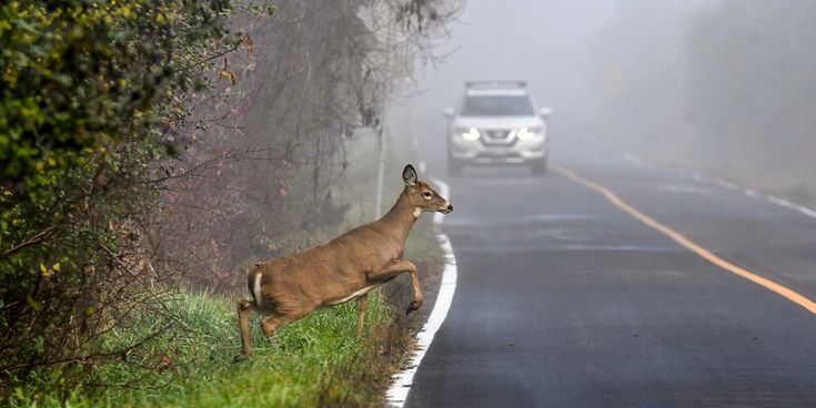 © Carol Hamilton / Gettyimages