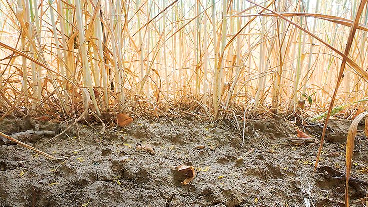 © Jörg Carstensen/picture-alliance/dpa © Jörg Carstensen/picture-alliance/dpa