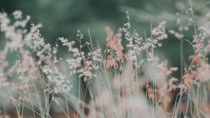 © pexels © pexels